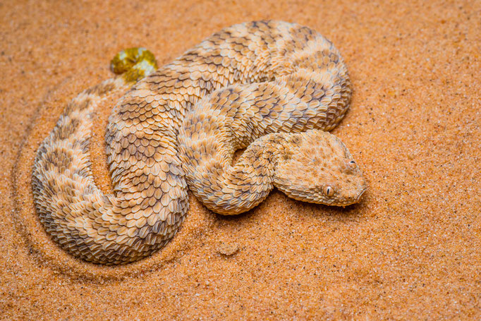 Cerastes vipera, Israel