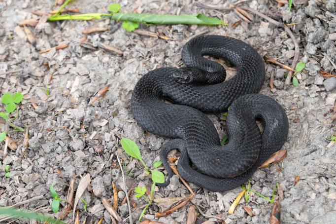 Vipera berus nikolskii, Romania