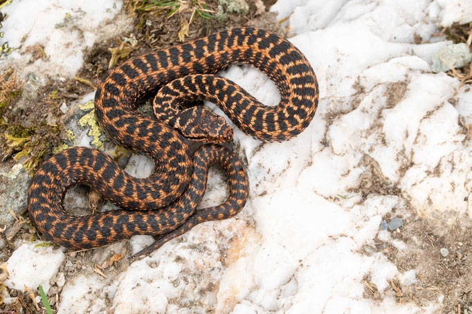 Vipera aspis aspis 'atra', France