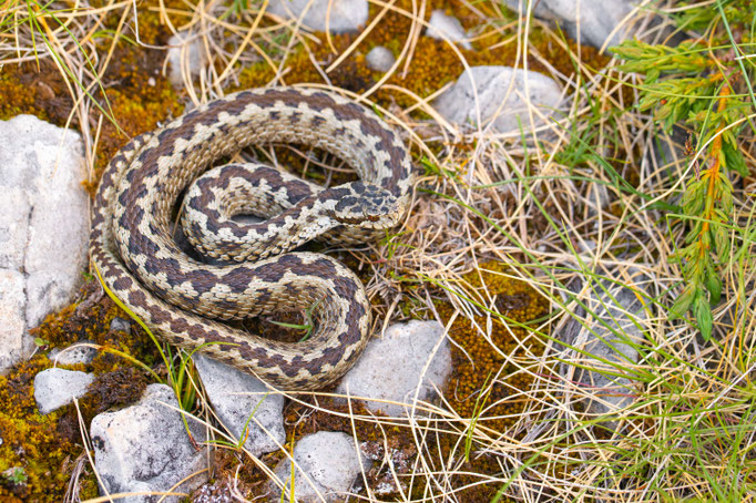 Vipera ursinii 'ssp.', Croatia