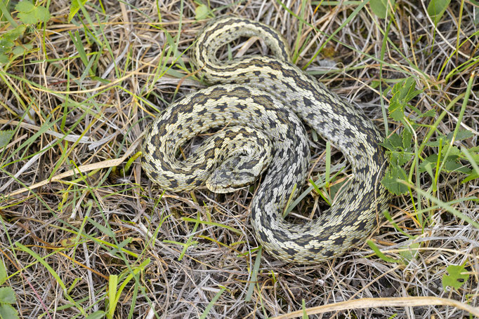 Vipera ursinii rakosiensis
