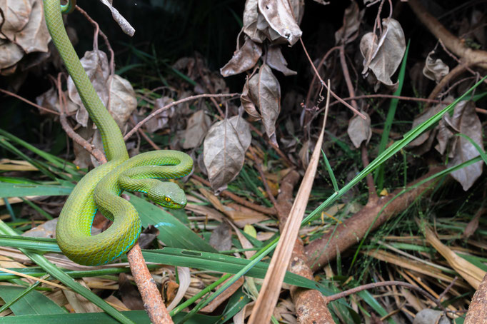 Trimeresurus macrops, Thailand
