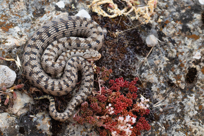 Vipera aspis zinnikeri, Spain