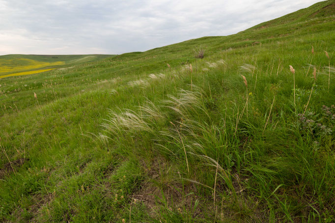 Habitat of Vipera ursinii moldavica in eastern Romania