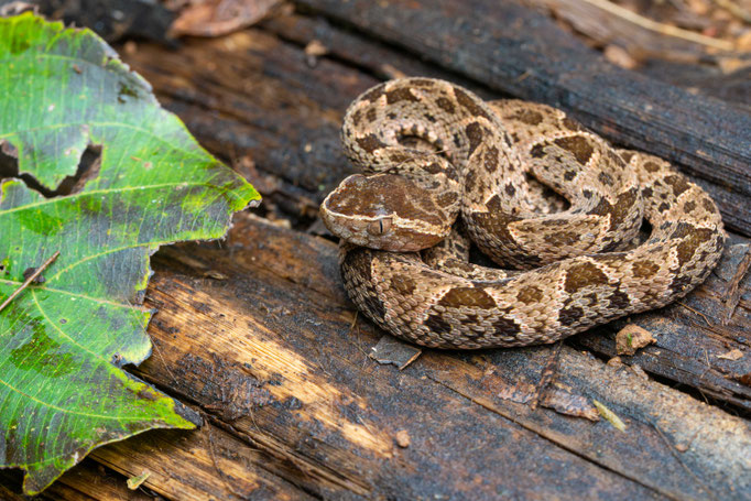 Bothrops asper, Costa Rica