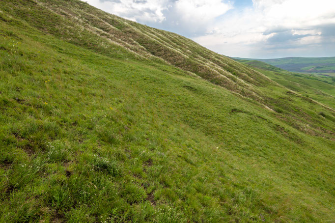 Habitat of Vipera ursinii rakosiensis