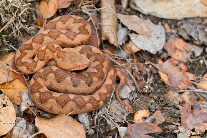 Vipera ammodytes ammodytes, Montenegro