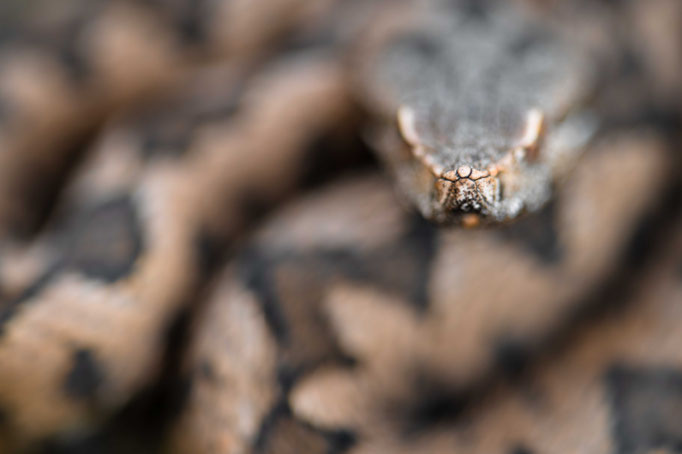 Vipera latastei latastei, Spain