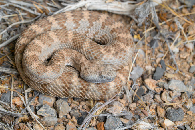 Crotalus stephensi, USA