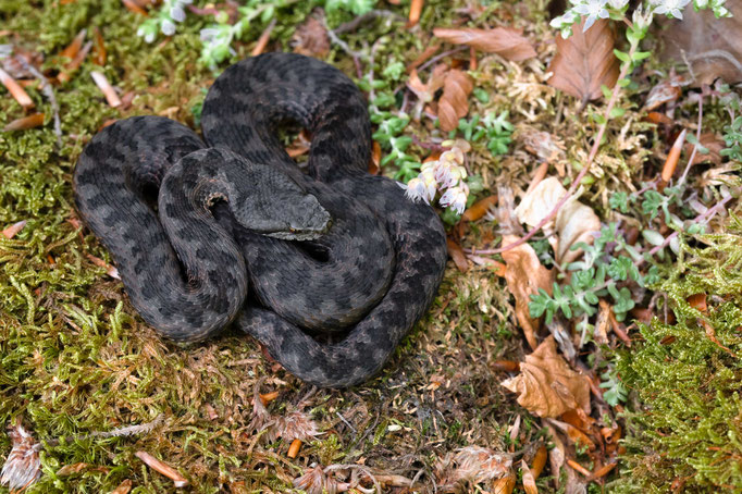 Vipera aspis zinnikeri, France