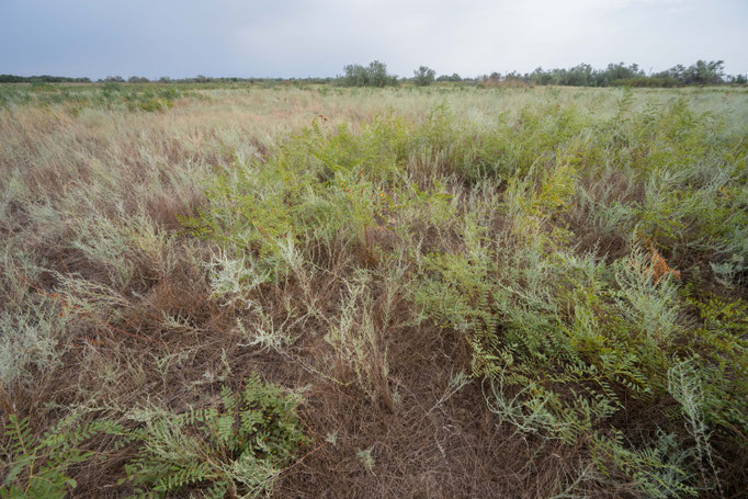 Habitat of Vipera renardi tienshanica in southern Kazakhstan