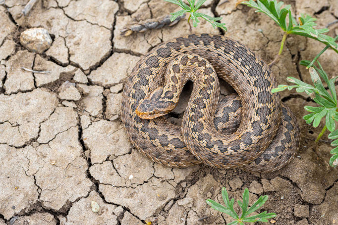 Vipera renardi eriwanensis 'shemakhensis', Georgia