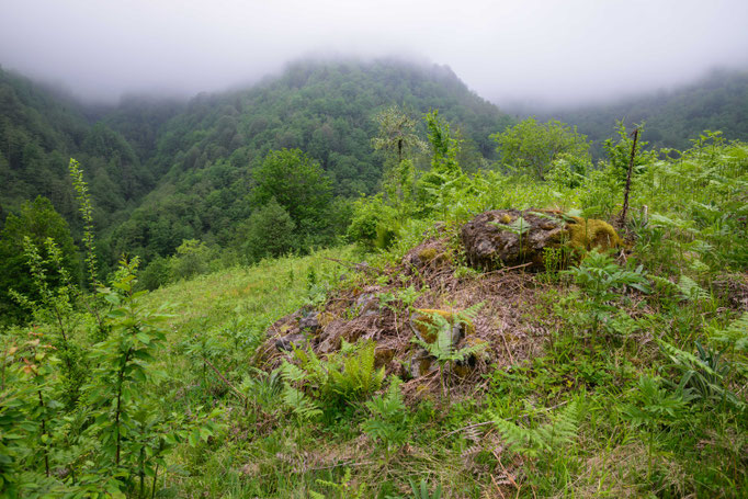 Habitat of Vipera kaznakovi in western Georgia