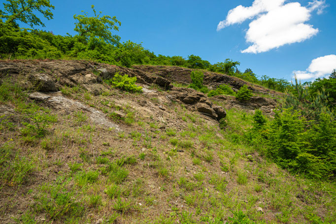 Habitat of Vipera ammodytes transcaucasiana in central Georgia