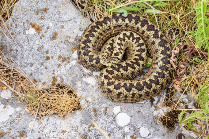 Vipera ursinii 'ssp.', Croatia