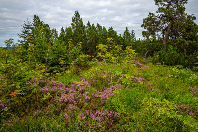 Habitat of Vipera berus berus in southern Germany