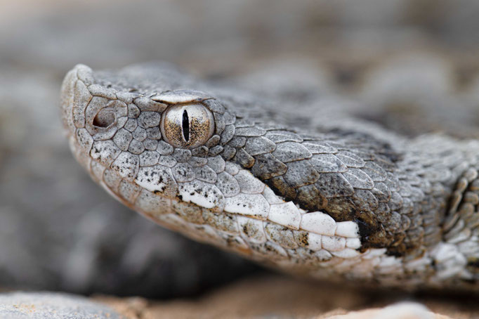 Hybrid of V. aspis x latastei, Spain