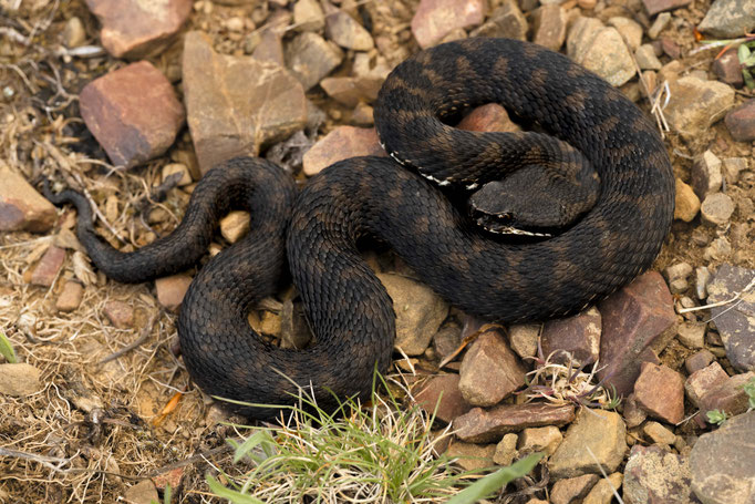 Vipera aspis hugyi, Italy