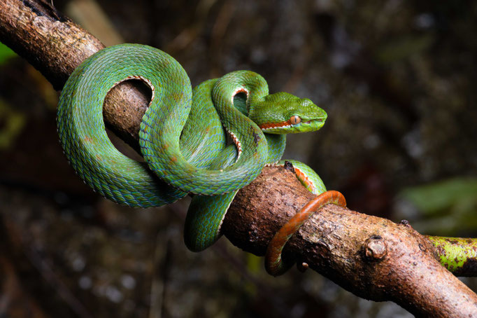 Trimeresurus sabahi fucatus male, Malaysia