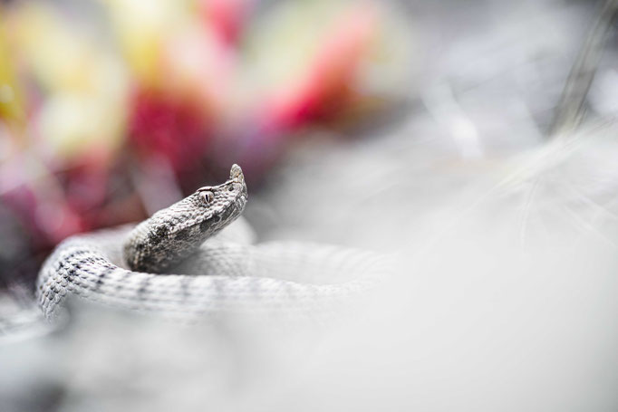 Vipera ammodytes transcaucasiana, Georgia
