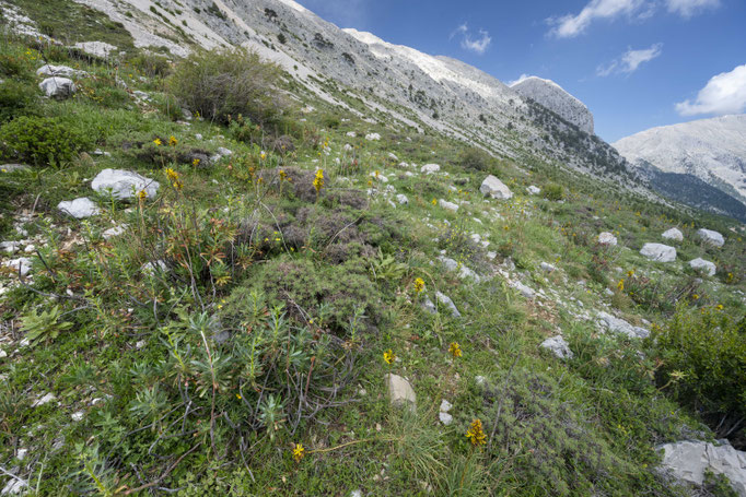 Habitat of Vipera anatolica senliki in southern Turkey
