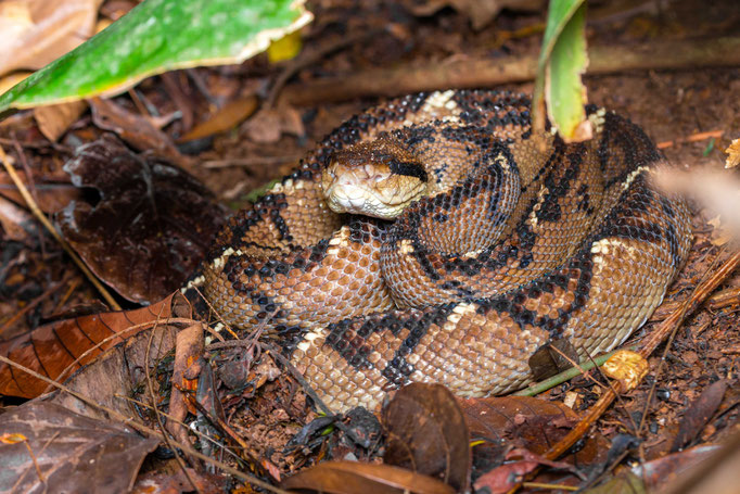 Lachesis stenophrys, Costa Rica