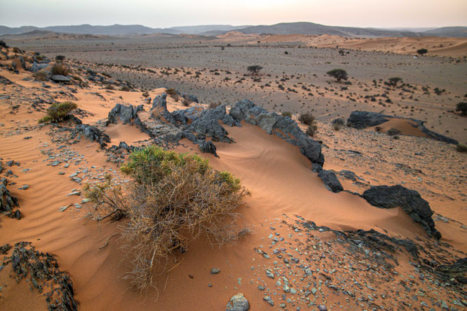 Habitat of Cerastes cerastes in southern Morocco
