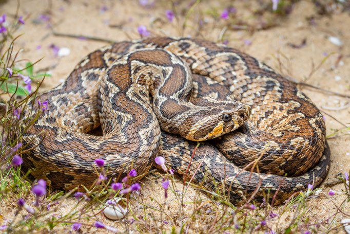Daboia palaestinae, Israel