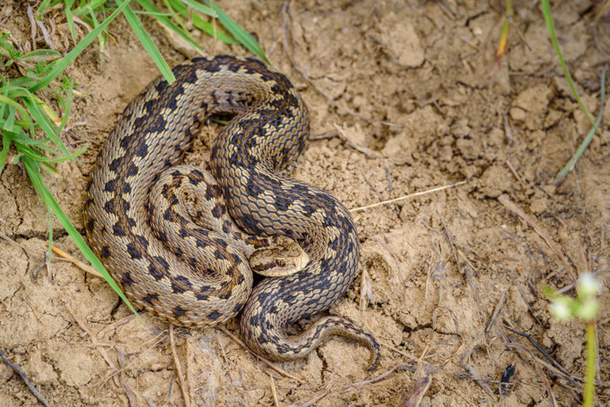 Vipera ursinii rakosiensis