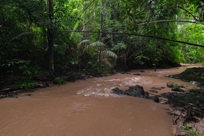 Habitat of Trimeresurus hageni in southern Thailand