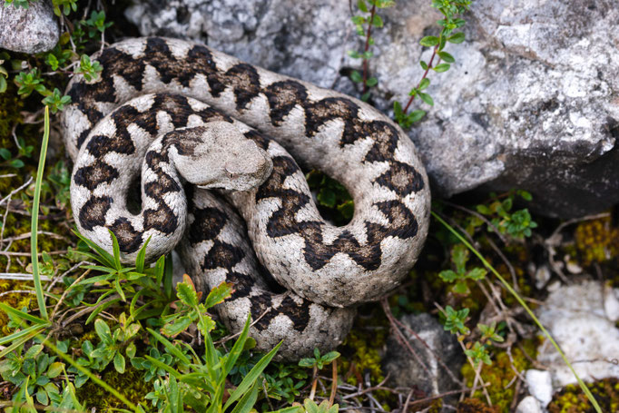 Vipera ammodytes ammodytes, Slovenia