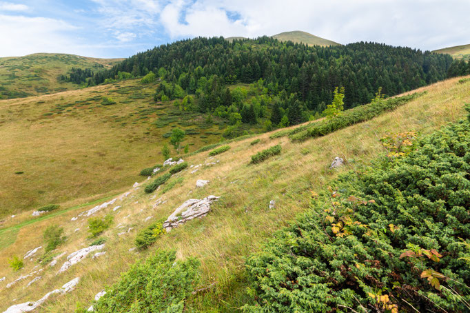 Habitat of Vipera ursinii macrops in central Montenegro