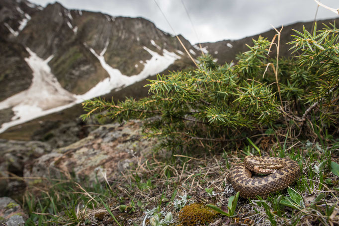 Vipera dinniki, Georgia