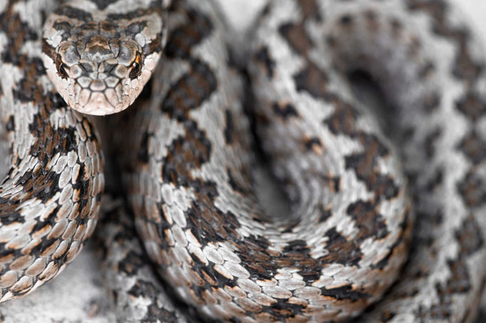 Vipera ursinii ursinii, France