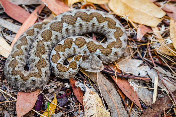 Vipera ammodytes meridionalis, Greece