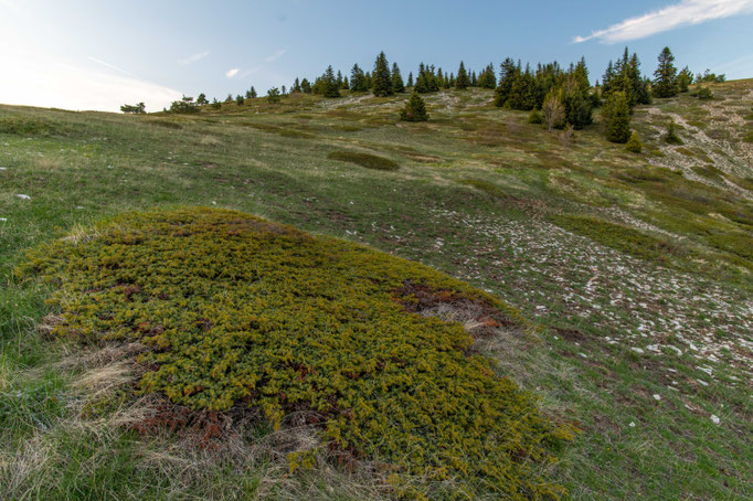 Habitat of Vipera ursinii ursinii in southern France