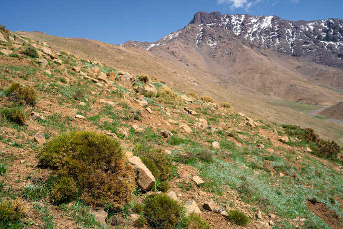 Habitat of Vipera monticola in the high Atlas, Morocco