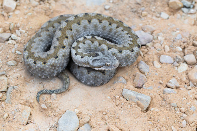 Hybrid of V. aspis x latastei, Spain