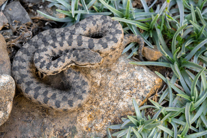 Vipera monticola, Morocco