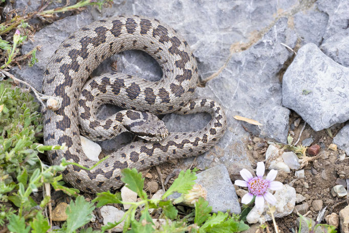 Vipera anatolica senliki, Turkey