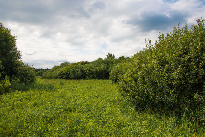 Habitat of Vipera berus bosniensis in Slovenia