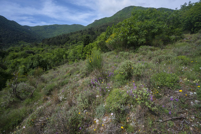 Habitat of Vipera aspis hugyi in southern Italy