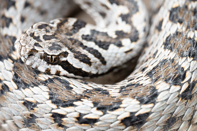 Vipera renardi tienshanica, Kazakhstan
