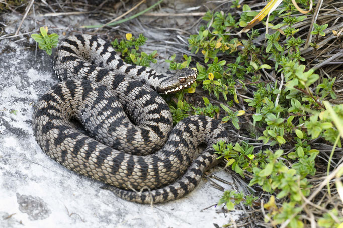 Vipera berus bosoniensis, Montenegro