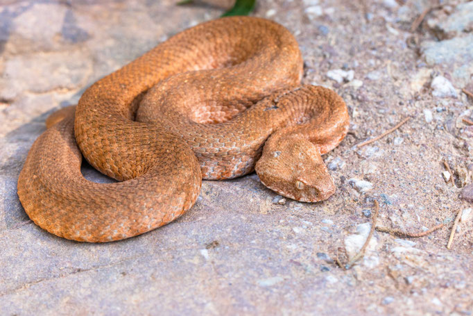 Macrovipera lebetina schweizeri, Greece