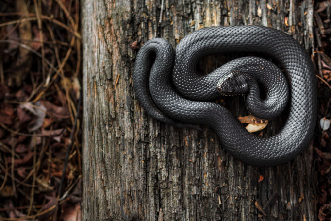 Vipera berus nikolskii, Romania