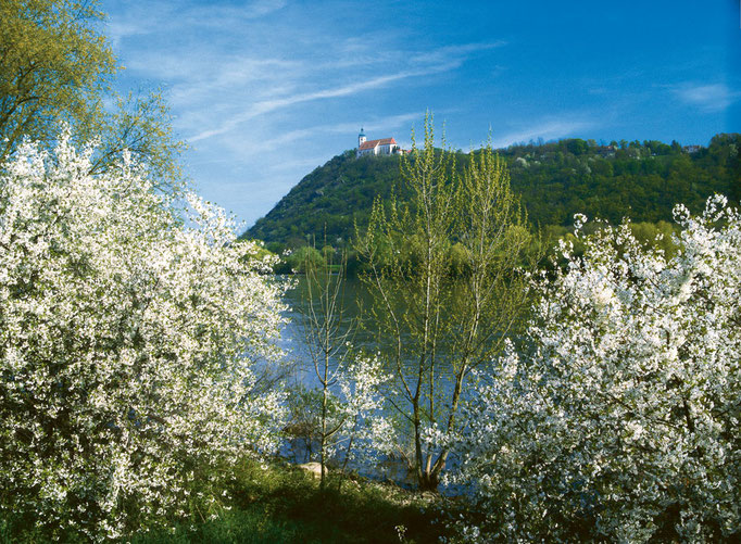 Blick auf den Bogenberg, Foto: Landratsamt Straubing-Bogen