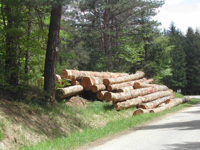 Exploitation forestière, un débouché économique des Pyrénées audoises