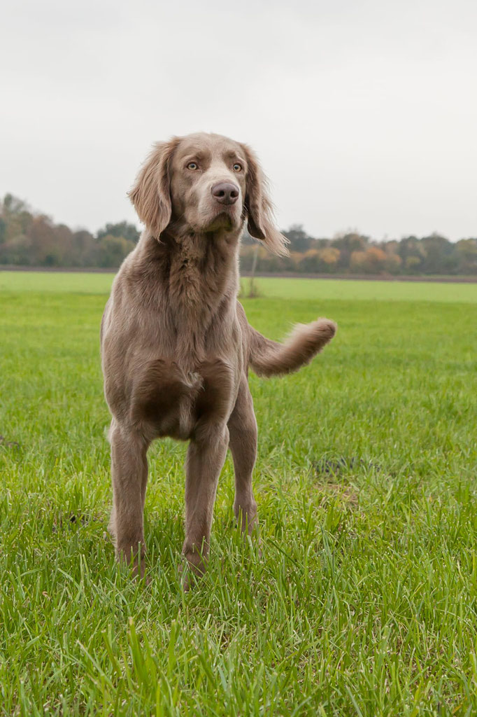 Obelix, Foto vom 4.11.2019