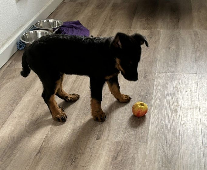 Vianne mit Fundstück